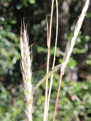 Bothriochloa biloba