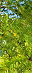 Taxodiomyia taxodii
