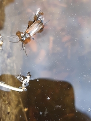 Cortodera humeralis
