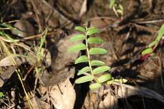 Lobelia concolor