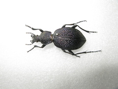 Carabus scabrosus tauricus