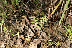 Lobelia concolor