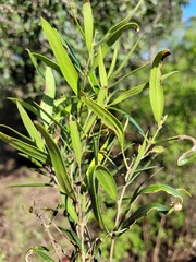 Notelaea microcarpa