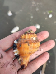Tonnoidea