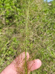 Austrostipa verticillata