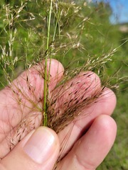 Austrostipa verticillata