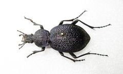 Carabus scabrosus tauricus