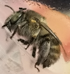 Anthophora quadrimaculata