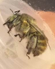 Anthophora quadrimaculata