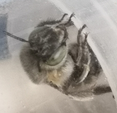 Anthophora quadrimaculata