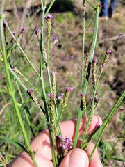 Verbena litoralis litoralis