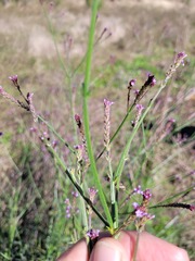 Verbena litoralis litoralis