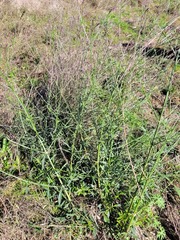 Verbena litoralis litoralis
