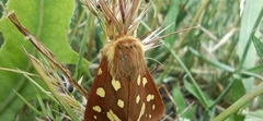 Arctia aulica
