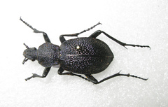 Carabus scabrosus tauricus