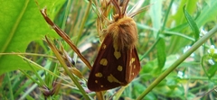 Arctia aulica