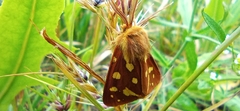Arctia aulica
