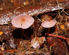 Mycena kurramulla