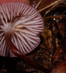 Mycena kurramulla
