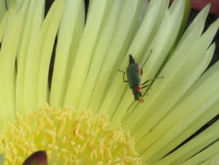 Clanoptilus marginellus