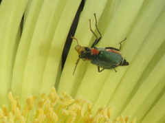 Clanoptilus marginellus