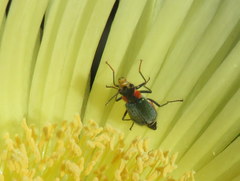 Clanoptilus marginellus