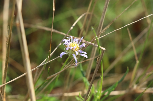 Image of Calotis cuneifolia by (c) Greg Tasney, some rights reserved (CC BY-SA)
