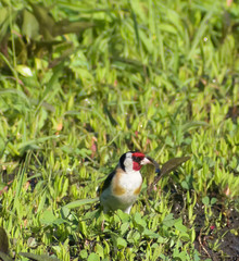 Carduelis carduelis volgensis