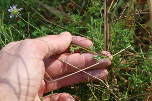 Image of Calotis cuneifolia by (c) Greg Tasney, some rights reserved (CC BY-SA)