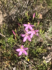 Centaurium quadrifolium