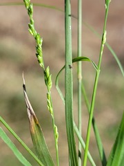 Setaria distans