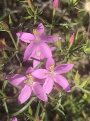 Centaurium quadrifolium