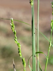 Setaria distans