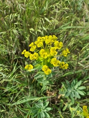 Euphorbia stepposa