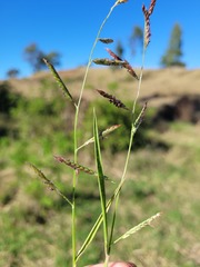 Eriochloa procera