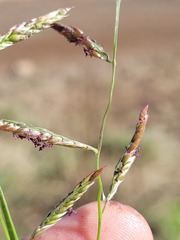 Eriochloa procera