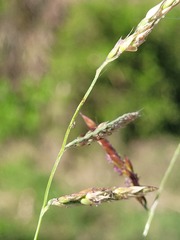 Eriochloa procera