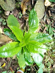 Micranthes micranthidifolia