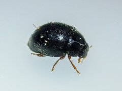 Scymnus rubromaculatus