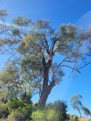 Eucalyptus orgadophila