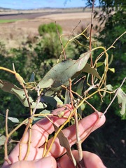 Eucalyptus orgadophila