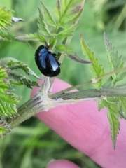 Chrysolina oricalcia