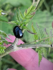 Chrysolina oricalcia