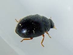 Scymnus rubromaculatus