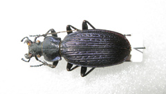 Carabus prometheus