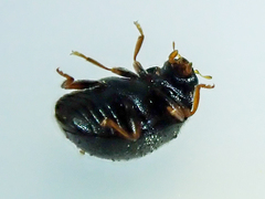 Scymnus rubromaculatus
