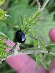 Chrysolina oricalcia