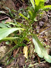 Micranthes micranthidifolia