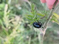 Chrysolina oricalcia