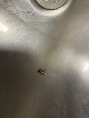 Cyclocephala longula